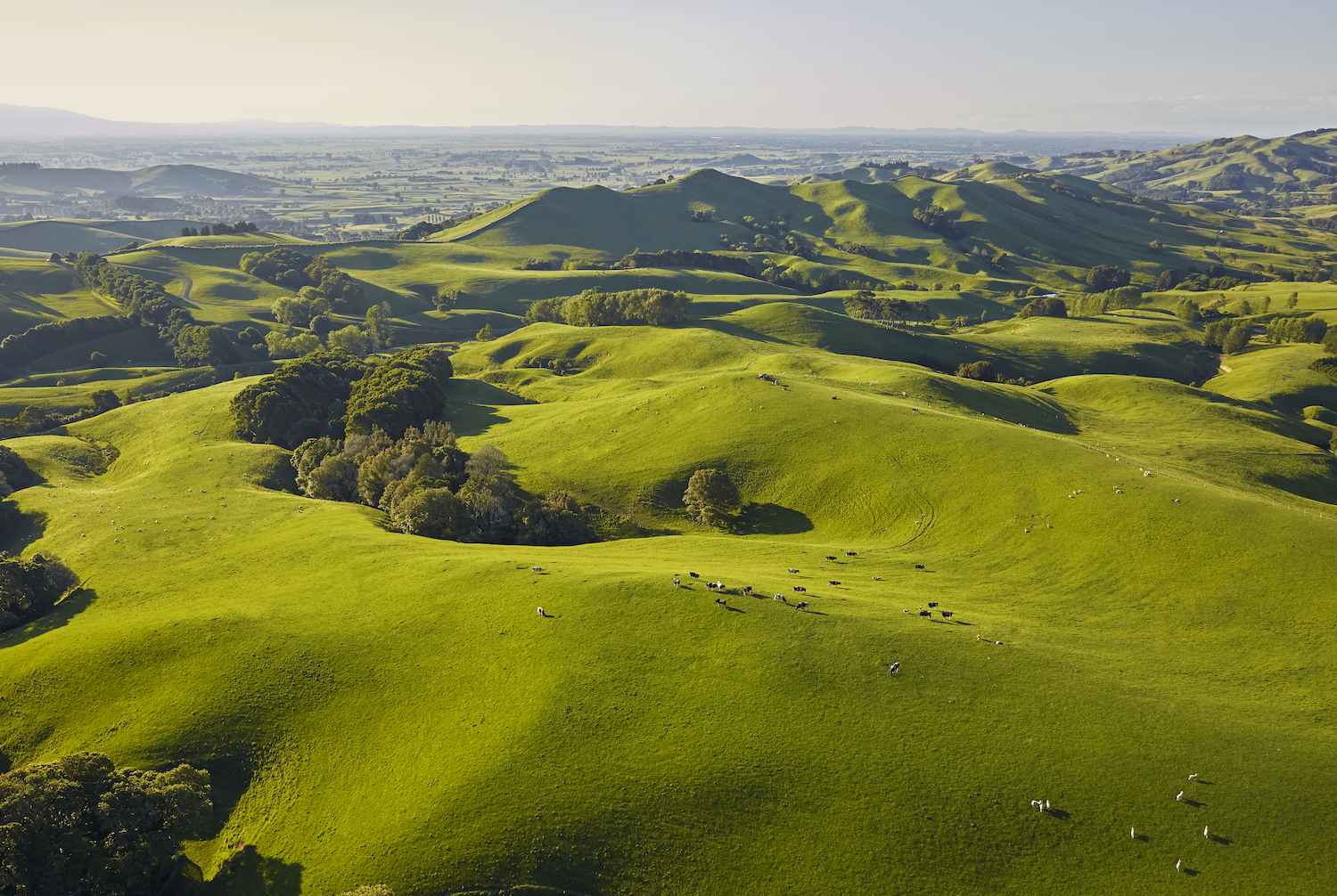 Foundational Philosophy: Regenerative Living